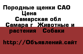 Породные щенки САО   › Цена ­ 25 000 - Самарская обл., Самара г. Животные и растения » Собаки   